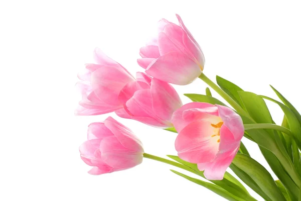 Verse tulpen — Stockfoto