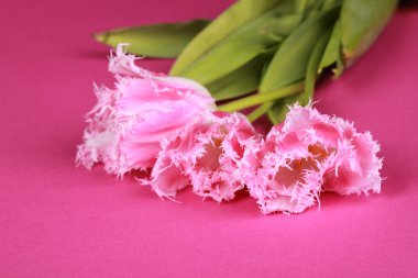 Bir buket pembe lale.