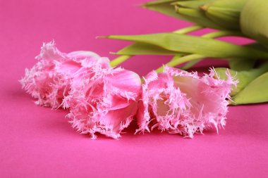 Pembe Laleler