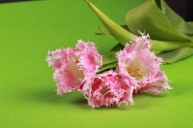 Pembe Laleler
