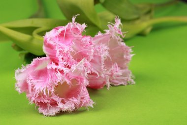 Pembe Laleler