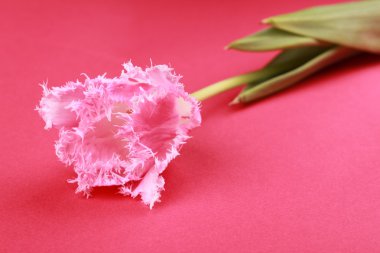Pembe Laleler