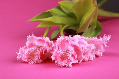 Pembe Laleler