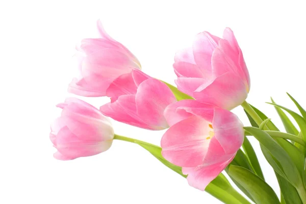 Pink tulips — Stock Photo, Image