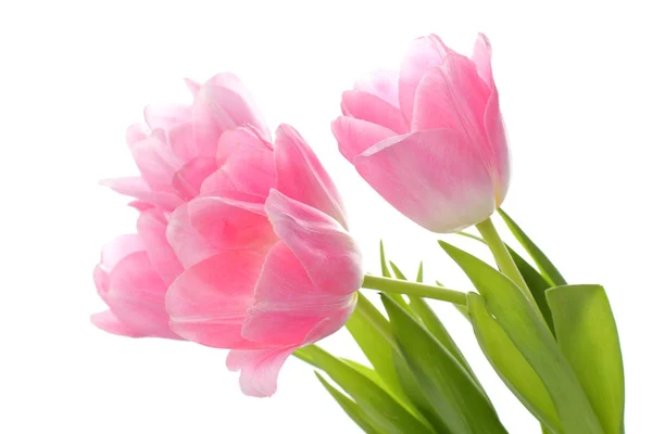 Rosa Tulpen — Stockfoto