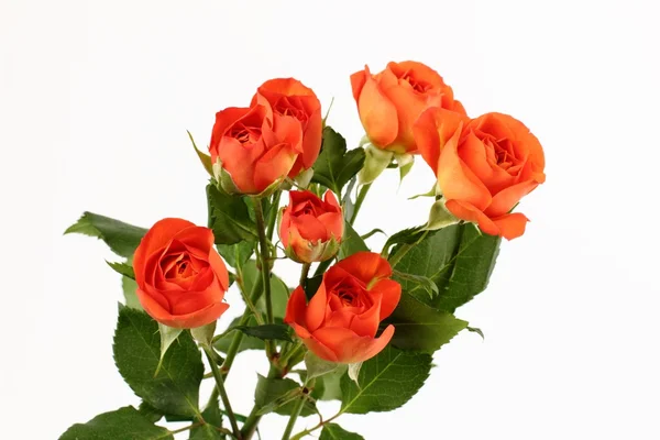 Bouquet de roses sur le thème Vacances — Photo