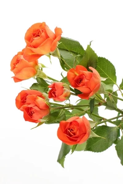 Букет з троянд на святкову тему — стокове фото
