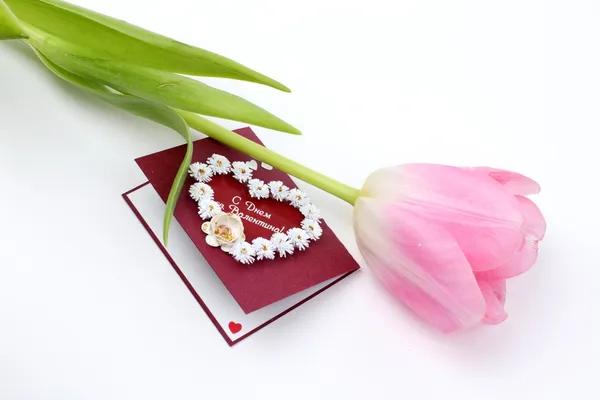 Tulipa rosa macia fresca com cartão postal — Fotografia de Stock