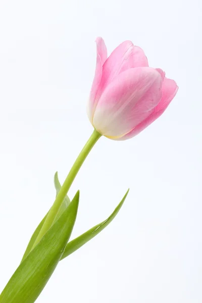 Tulipa rosa isolada - tempo de primavera — Fotografia de Stock