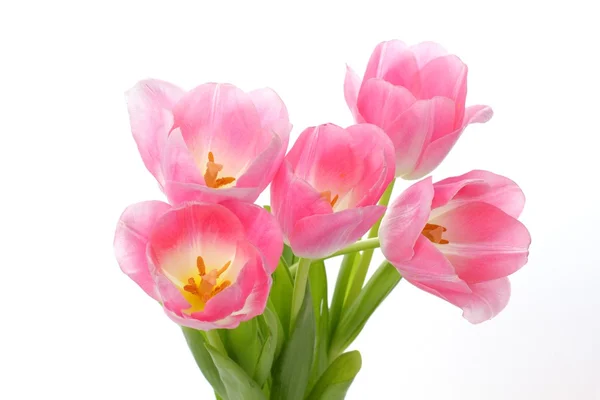 Pink tulips — Stock Photo, Image