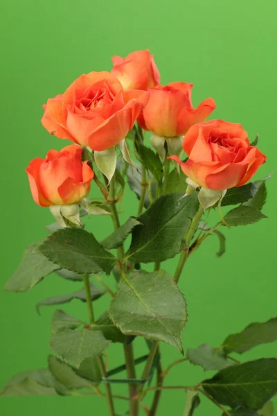 Bund roter und orangefarbener Rosen — Stockfoto