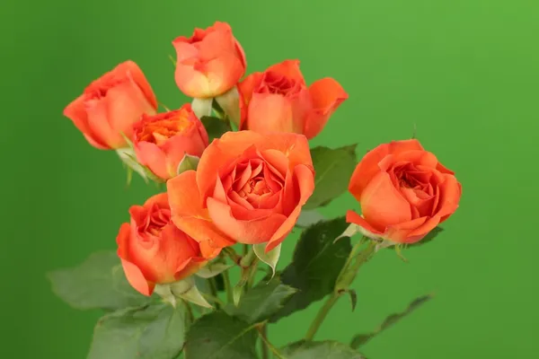 Bando de rosas vermelhas e laranja — Fotografia de Stock