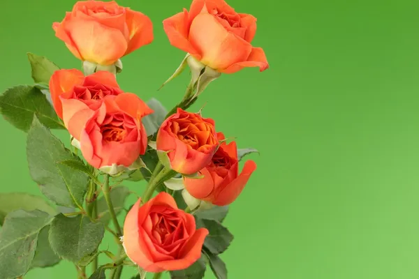 Floral achtergrond voor Valentijnsdag kaart — Stockfoto