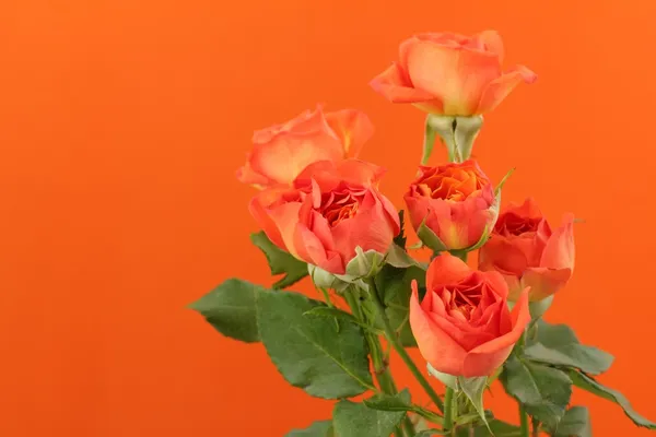 Нежные натуральные розы — стоковое фото