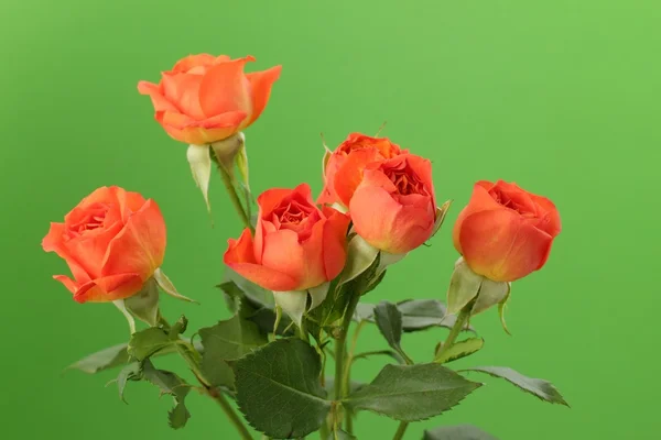 Banda červené a oranžové růže — Stock fotografie