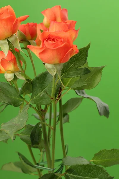 Banda červené a oranžové růže — Stock fotografie