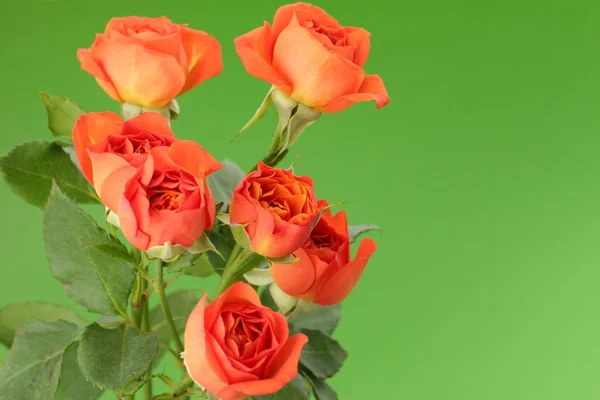 Υπέροχο φρέσκο άνθος φωτεινά τριαντάφυλλα — Φωτογραφία Αρχείου