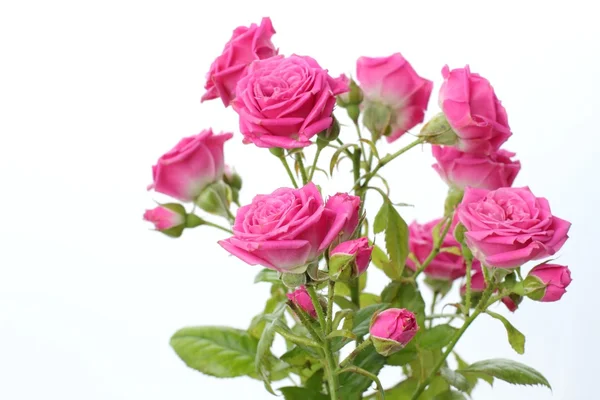 Rózsaszín rózsa csokor — Stock Fotó