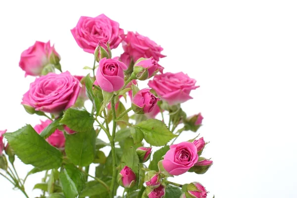 Buquê de rosas rosa — Fotografia de Stock