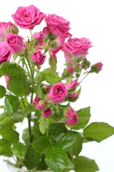 粉色玫瑰花束 — 图库照片