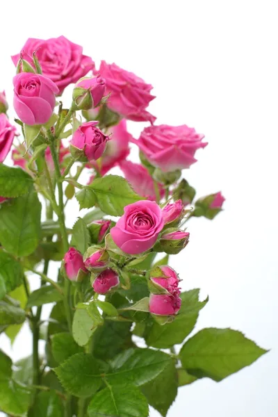 Roze rozen boeket — Stockfoto