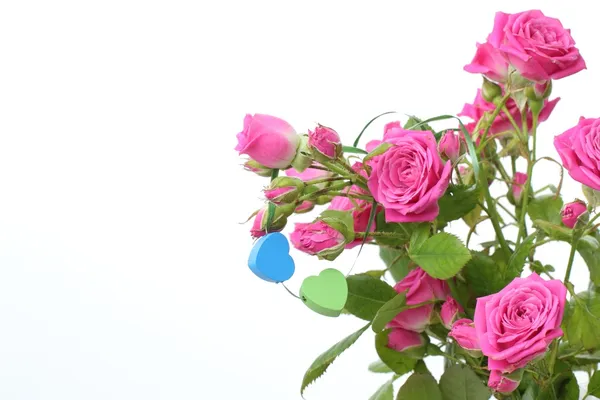 Egy csomó-ból rózsaszín rózsa — Stock Fotó