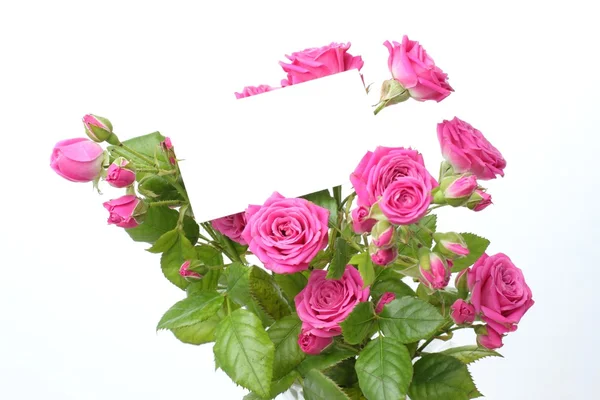 Üdvözlőlap rózsákkal — Stock Fotó