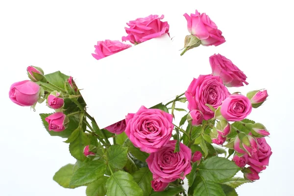 Zarte rosa Rosen — Stockfoto