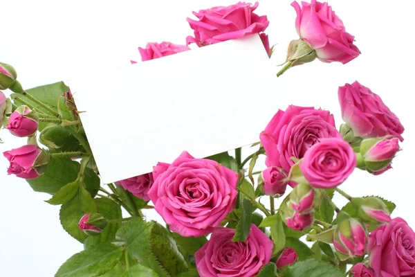 Нежные розовые розы — стоковое фото