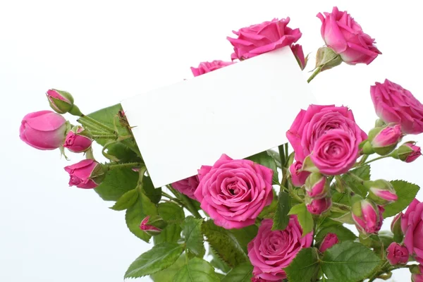 Zarte rosa Rosen — Stockfoto