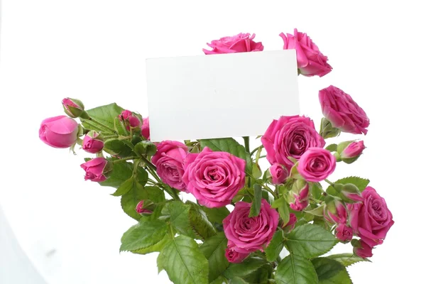 장미로 채색 카드 — 스톡 사진