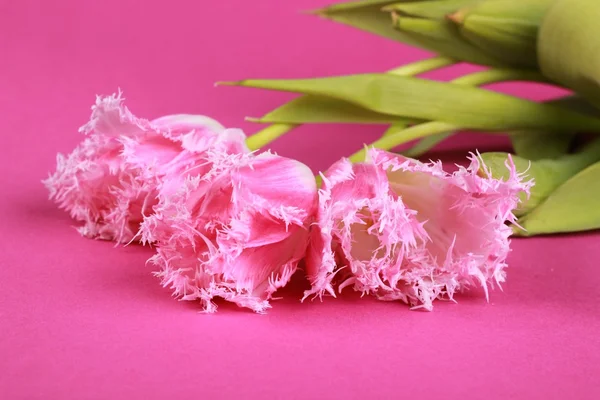 ピンクのチューリップ — ストック写真