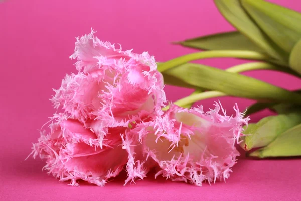핑크 튤립 — 스톡 사진
