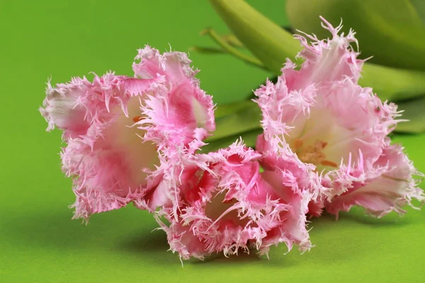 Pink tulips — Stock Photo, Image