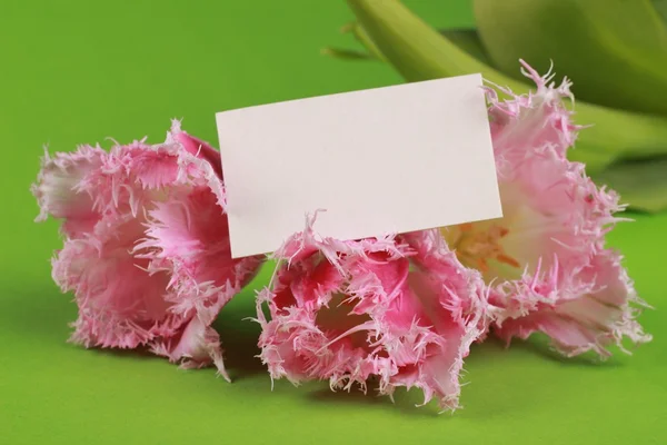 Pink tulips with a congratulatory card — Stock Photo, Image