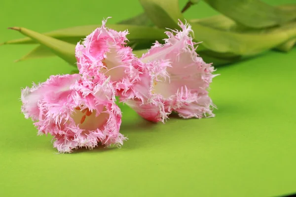 Tulip pink — Stok Foto