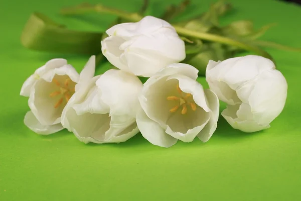Weiße Tulpen — Stockfoto
