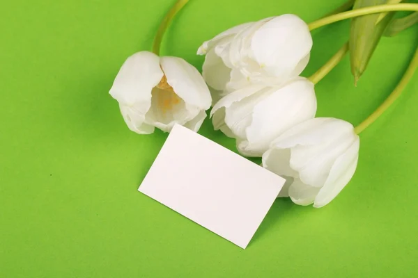 White tulips with a congratulatory card — Stock Photo, Image