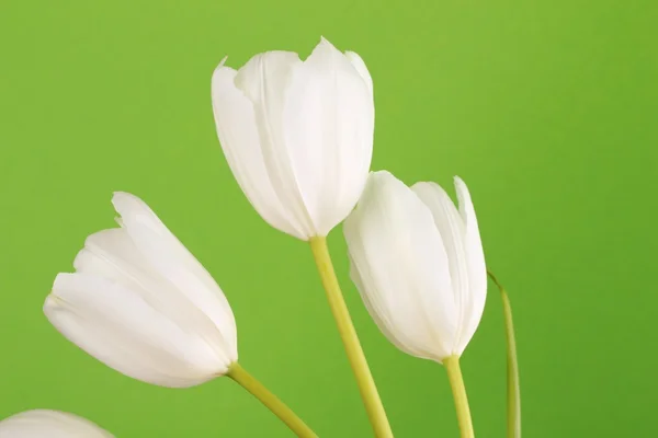 Weiße Tulpen — Stockfoto