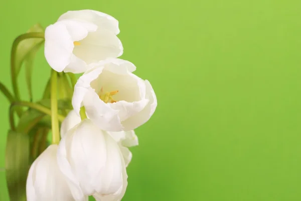 White tulips — Stock Photo, Image