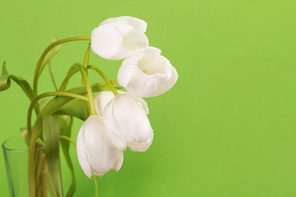 White tulips — Stock Photo, Image