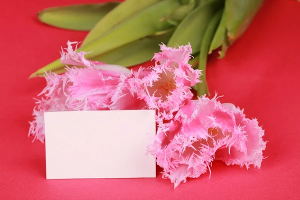 Pink tulips with a congratulatory card — Stock Photo, Image