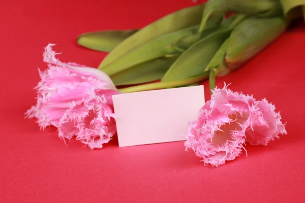 Pink tulips with a congratulatory card — Stock Photo, Image