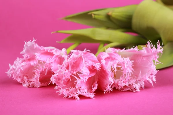 Pink tulips — Stock Photo, Image