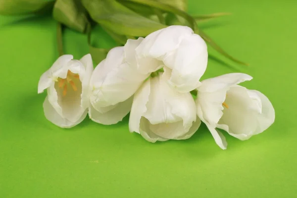 Weiße Tulpen — Stockfoto