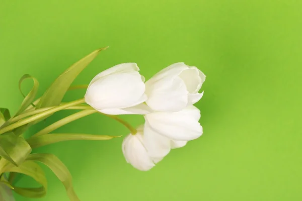 Weiße Tulpen — Stockfoto