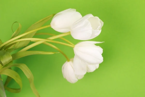 Tulipani bianchi — Foto Stock