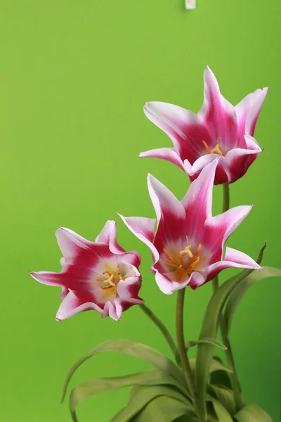 Рожеві тюльпани — стокове фото