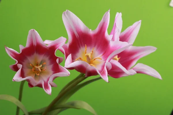 Roze tulpen — Stockfoto