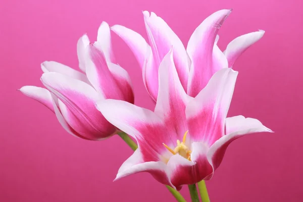 Tulipanes rosados — Foto de Stock